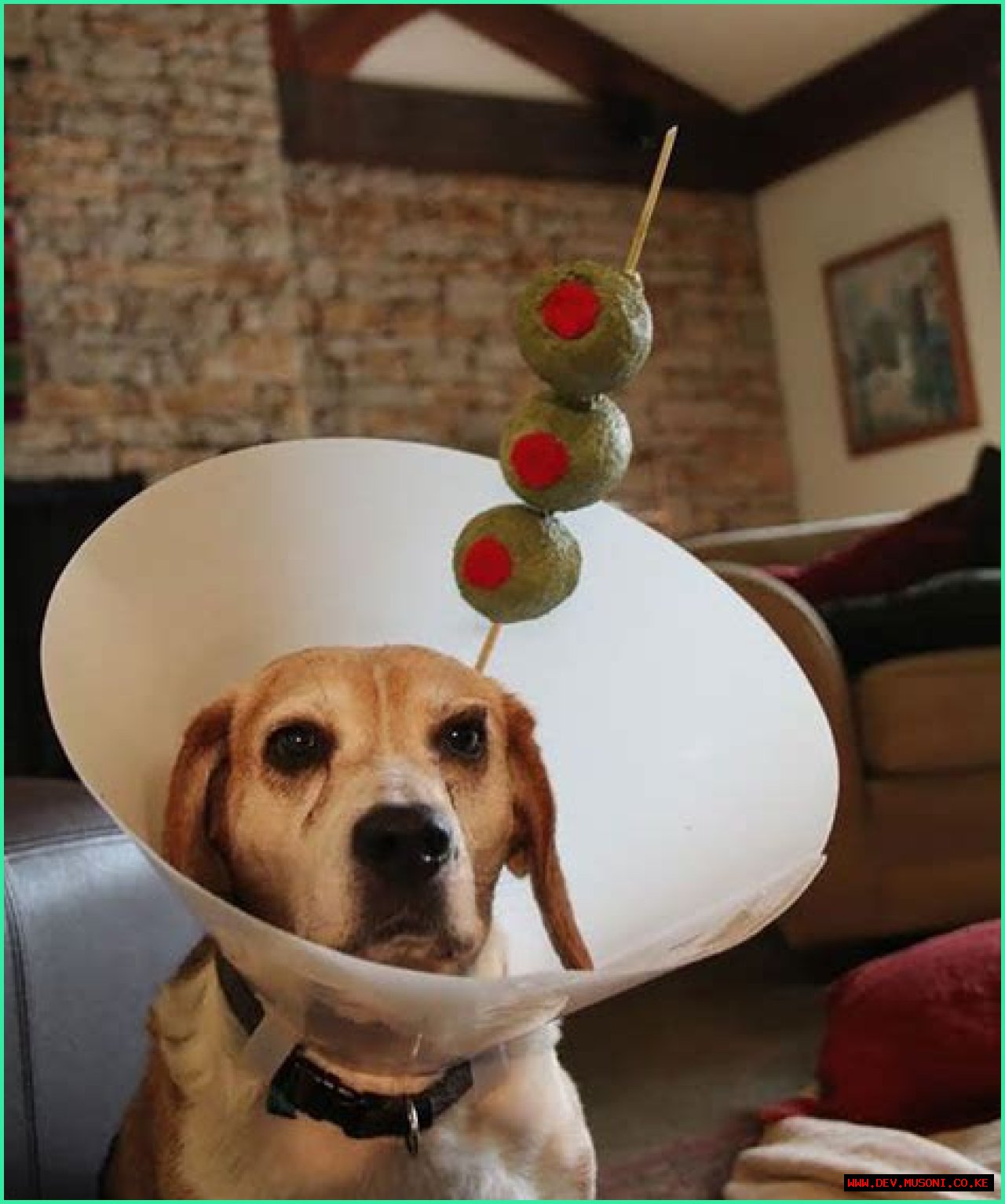 Adorable Adventures In A Dog Costume With Cone