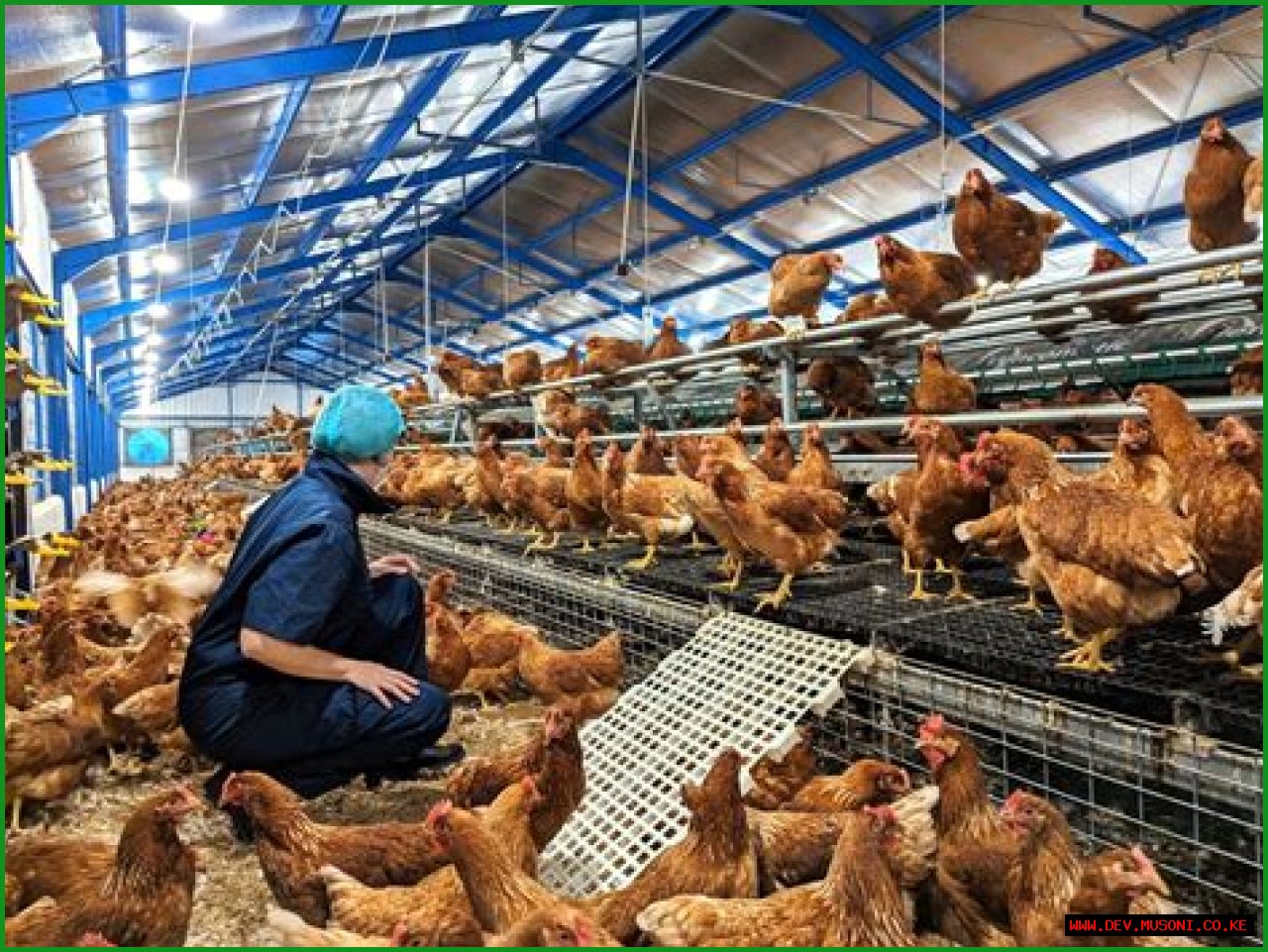 Understanding Egg2025: The Future Of Egg Production And Sustainability